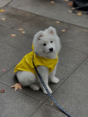 Image post by @littlebearlumi on Instagram