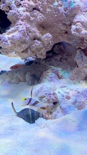 Video post by @aqualupi on Instagram
