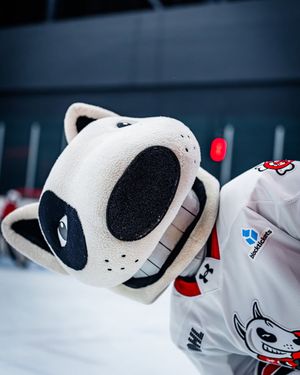 Image post by @ohlicedogs on Instagram