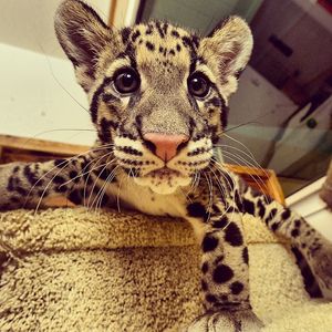 Image post by @sandiegozoo on Instagram
