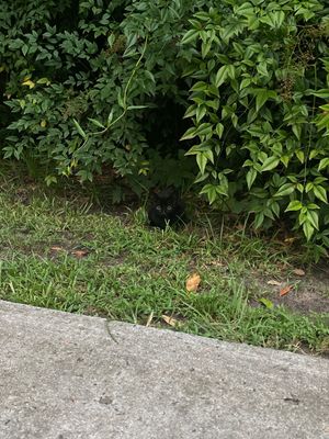Video post by @.livemas on TikTok