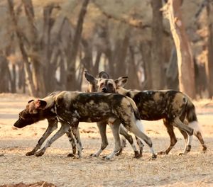 Image post by @chiawasafaris on Instagram
