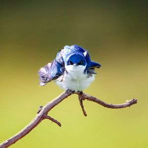 Image post by @animalplanet on Instagram