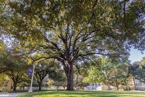 Image post by @texaschristianuniversity on Instagram