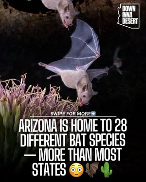 Image post by @downinnadesert on Instagram