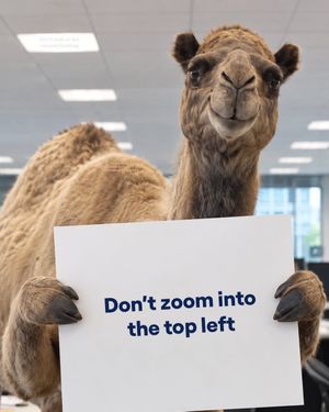 Video post by @geico on TikTok
