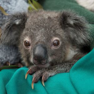 Image post by @sandiegozoo on Instagram