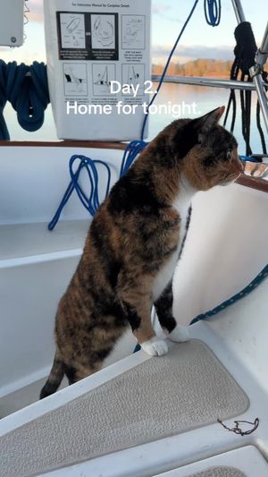 Video post by @sailing_with_phoenix on TikTok
