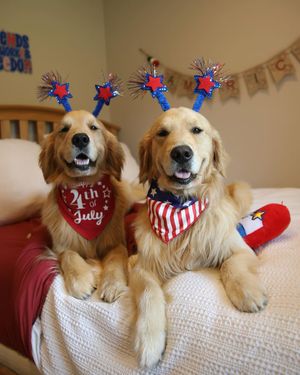 Image post by @goldn_comet on Instagram