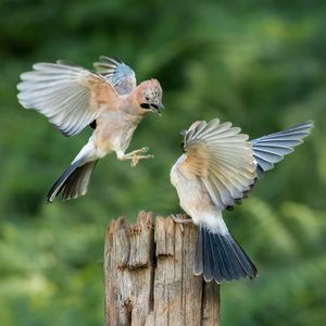 Image post by @rspb on Instagram