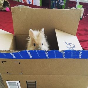 Image post by @amazon on Instagram