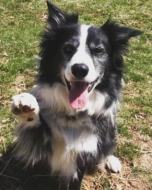 Image post by @drhempdog on Instagram