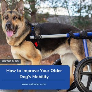Image post by @walkinpets on Instagram