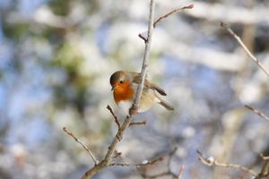 Image post by @rspb on Instagram