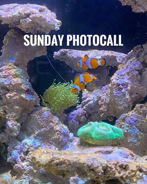Image post by @aqualupi on Instagram