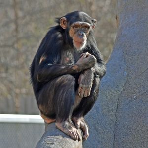 Image post by @detroitzoo on Instagram
