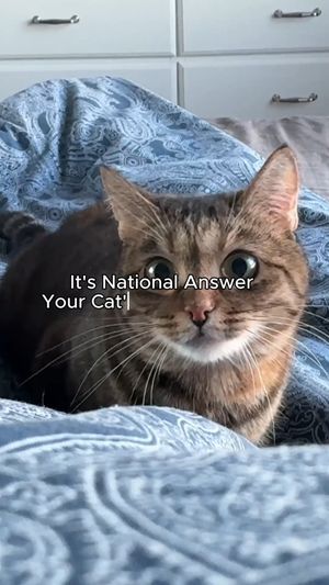Video post by @FussieCat on Facebook