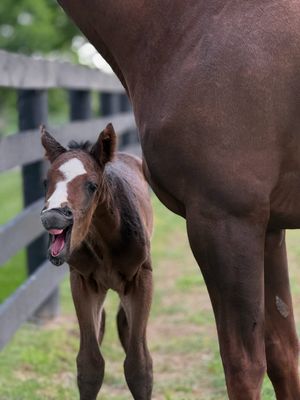 Image post by @godolphin on Instagram