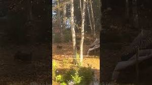 Video post by @bostonwithemily on YouTube
