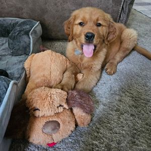 Image post by @originalsnugglepuppy on Instagram