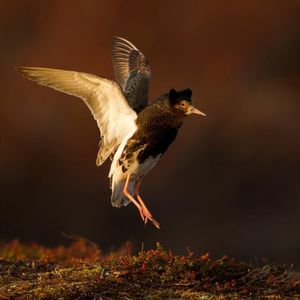 Image post by @rspb on Instagram