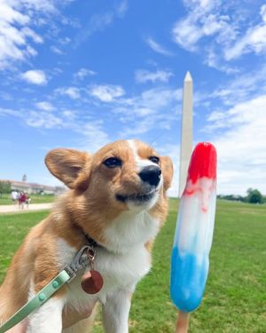 Image post by @ziggythecorg on Facebook