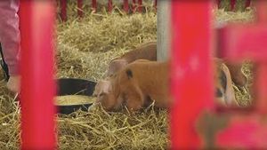 Video post by @ncstatecals on YouTube