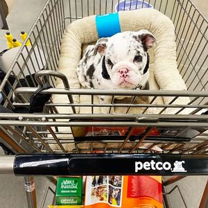 Image post by @petco on Instagram