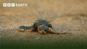 Video post by @bbcearth on YouTube