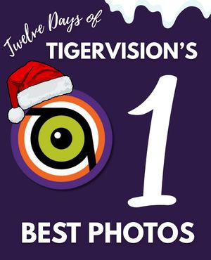 Image post by @cutigervision on Instagram
