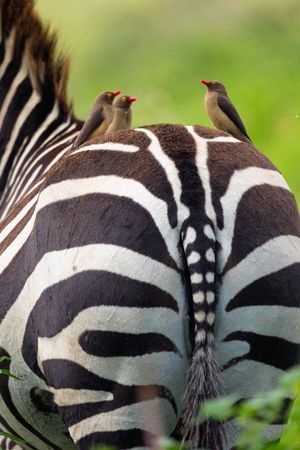 Image post by @Discovery on Twitter