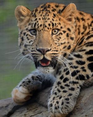 Image post by @sandiegozoo on Instagram