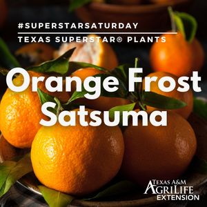 Image post by @txextension on Instagram