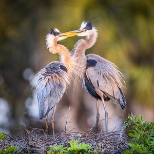 Image post by @animalplanet on Instagram
