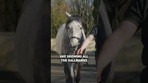 Video post by @worldhorseracing on YouTube