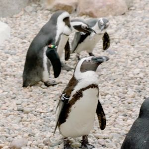 Image post by @sandiegozoo on Instagram