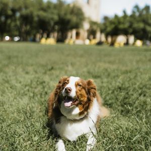 Image post by @southwesternu on Instagram