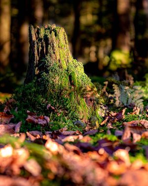 Image post by @cristan.nature.photography on Instagram
