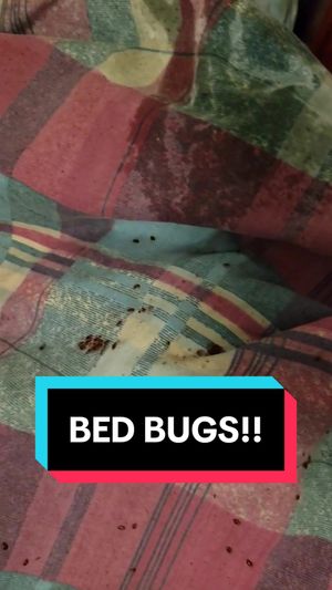 Video post by @bugbustersusa on TikTok