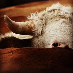 Image post by @prca_prorodeo on Instagram