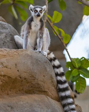 Image post by @sandiegozoo on Instagram
