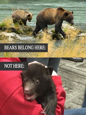 Image post by @peta on Instagram