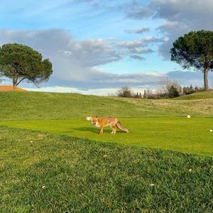 Image post by @marcosimonegolf on Instagram