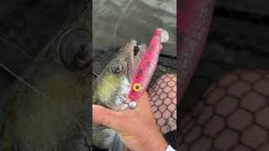 Video post by @jonasederfishing on YouTube