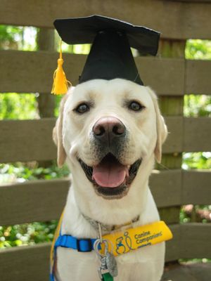 Image post by @canineorg on Instagram
