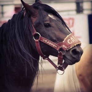 Image post by @prca_prorodeo on Instagram