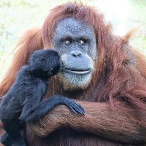Image post by @sandiegozoo on Instagram