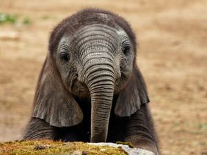 Image post by @animalplanet on Instagram