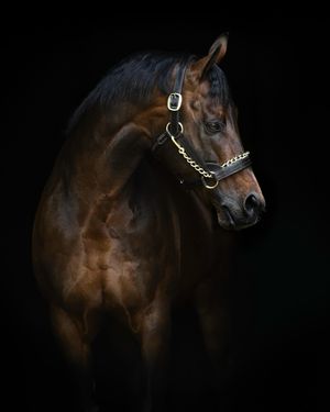 Image post by @juddmonte on Instagram