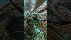 Video post by @gopro on YouTube
